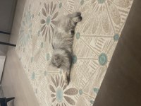 1 yaşında aslan chinchilla kedimiz