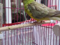 Şarkıcı pareket papağanı