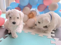 Minyatür schnauzer bebekler