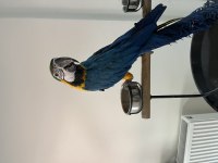 Full evcil 2024 bilezikli macaw