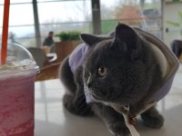 British shorthair 10 aylık