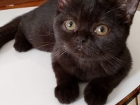 Yavru scottish fold