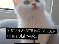 SHOW KALİTE SAFKAN BRİTİSH YAVRULAR