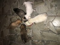 Ücretli sahiplendirilecek 1 aylık yavru şivava