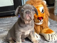 Sevimli french bulldog yavrular