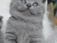 A++ TOP KAFA BRITISH SHORTHAIR YAVRULAR