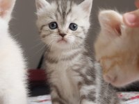 British shorthair kediler