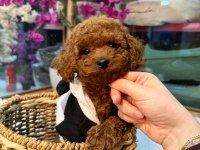 Toy Poodle Yavrusu 3 Aylık A Kalite