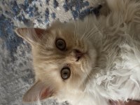 Chinchilla kedisi 3 aylık