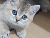 2 aylık british shorthair yavrular