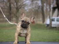 French Bulldog Köpeği