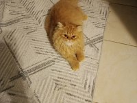 Kedimiz Dumanıma Eş arıyorum