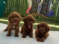SEVİMLİ TOY POODLE YAVRULAR 