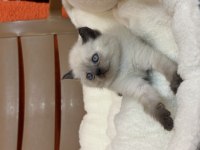 British shorthair blue point ve çikolata point bebekler