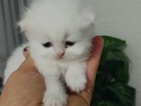 Ücretli Yeni Ailesini Arayan Tatlı patiler