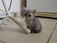 Yeni yuvasına hazırlar uygun fiyata kediler