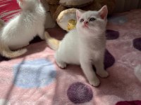 Safkan British Shorthair Yavru Kedilerimiz