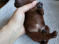 Toy poodle 2 erkek dark brown
