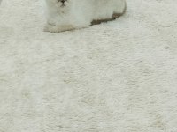 beyaz scottish fold prenses