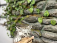 Şecereli üretim izinli maine coon yavrular