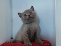Sevimli british shorthair yavrularımız yeni yuvasını arıyor