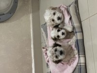 58 günlük terrier yavrular Gaziantep