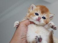 British shorthair kedisi