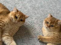 SAF IRK NY12 GOLDEN BRİTİSH SHORTHAİR KEDİM