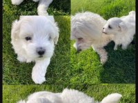 Orjinal ırk maltese terrier sağlık ve ırk garantidir