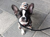 Dişi erkek french bulldog