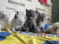 SİLVER BLUE VE BLUE POİNT YAVRU KEDİLERİMİZ