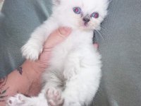 Longhair scottish chocolate ve white baby british longhair