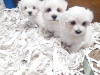 0 numara bembeyaz maltese terrier yavrularımız
