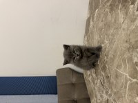 4 Adet 50 Günlük British Shorthair Sahiplendirilecektir