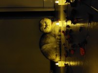 Yedi yavrulu 5 yavrulu anne dahil verilecektir scottish fold