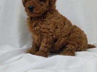 Safkan Toy Poodle Yavrularımız