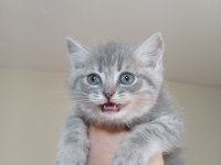 2 DİŞİ 1 ERKEK DİK VE KIRIK KULAK YAVRULARIMIZ MEVCUTTUR