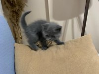British shorthair yavrularımız
