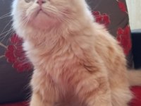 Baldan Tatlı British Longhair Kedimiz Krema