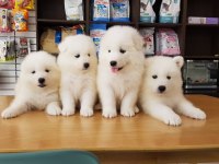 PAMUK GİBİ SAMOYED YAVRULARI