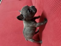 Yavru french bulldog