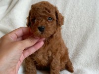 TOY POODLE YAVRULARI
