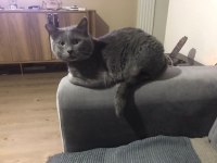 British shorthair kedisi