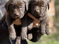 Safkan Şecereli Labrador Yavrularımız (şampiyon soy)