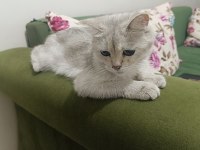 Uysal Sakin Bir Kedi Yuva Arıyor