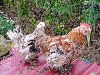 İSPENÇ VE CÜCE COCHİN HOROZLAR