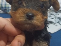Yorkshire terrier bebeklerimiz sahiplendirilecektir