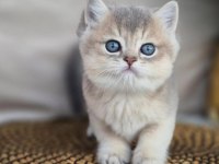 Özel Rengi İle Ay Golden British Shorthair