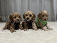 Biblo kilo Garantili maltipoo çocuklarım