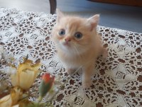 Birbirinden yakışıklı british shorthair kuzucuklarıma yuva